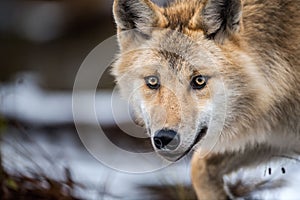 ÃÂ¡lose-up portrait of a wolf. Eurasian wolf